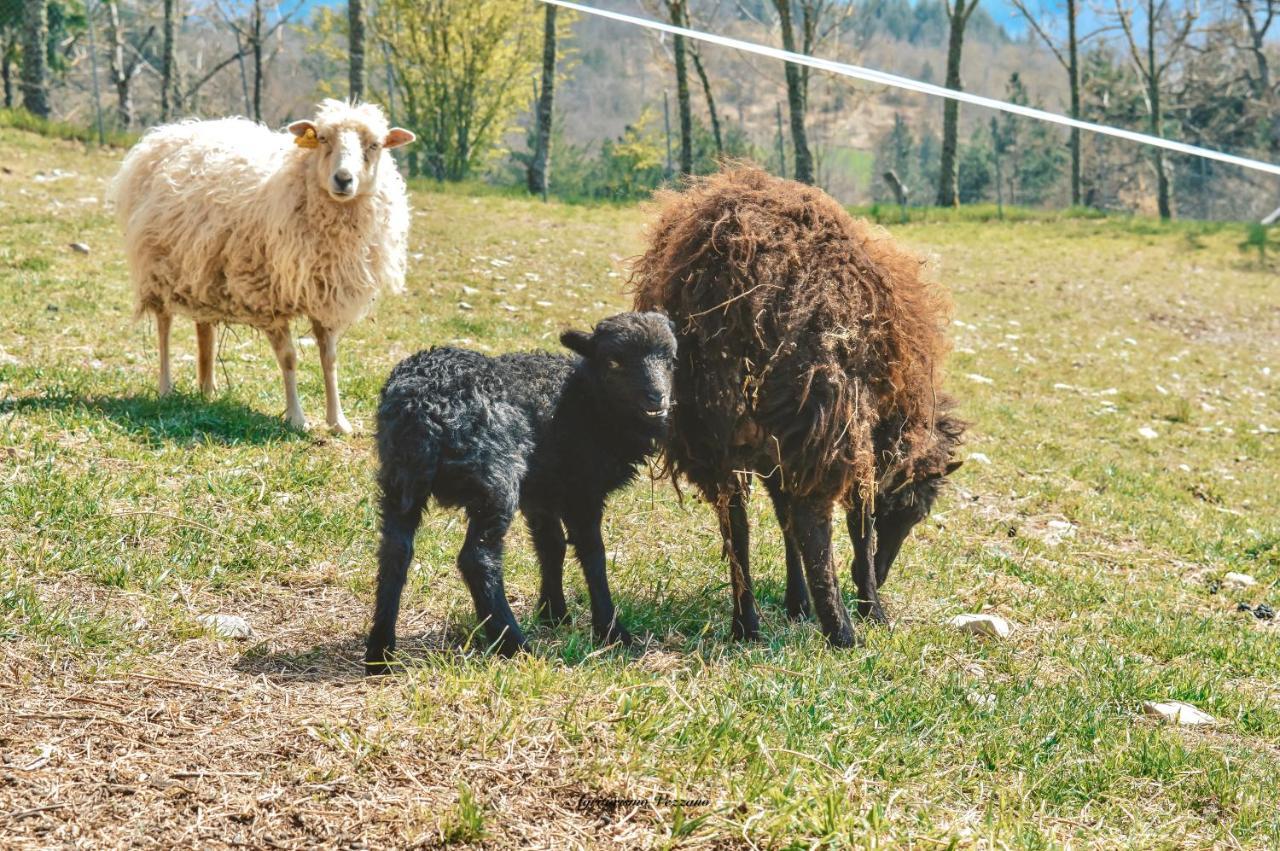 Agriturismo Vezzano Chiusi della Verna Εξωτερικό φωτογραφία
